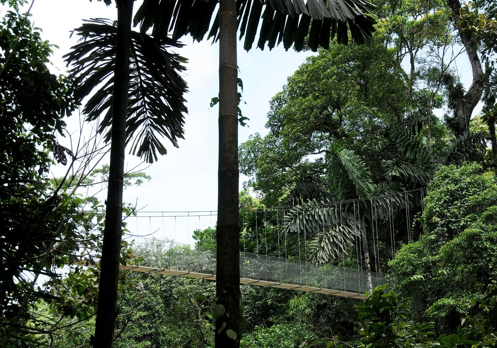 A hanging bridge in the Arenal rainforest