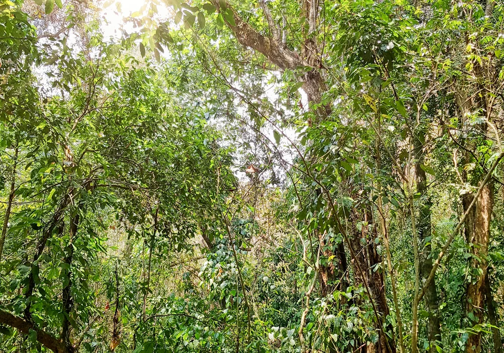 Cloud forest canopy in Costa Rica. Photo: Joshua ten Brink / WildPhotography.com