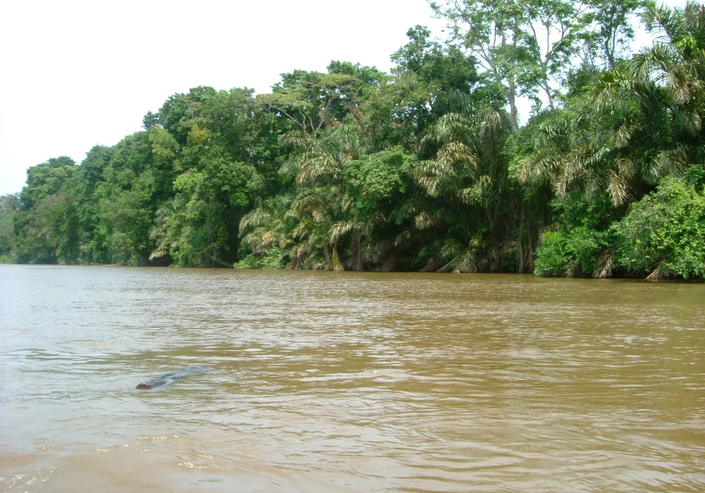A Tortuguero canal lined with rainforest