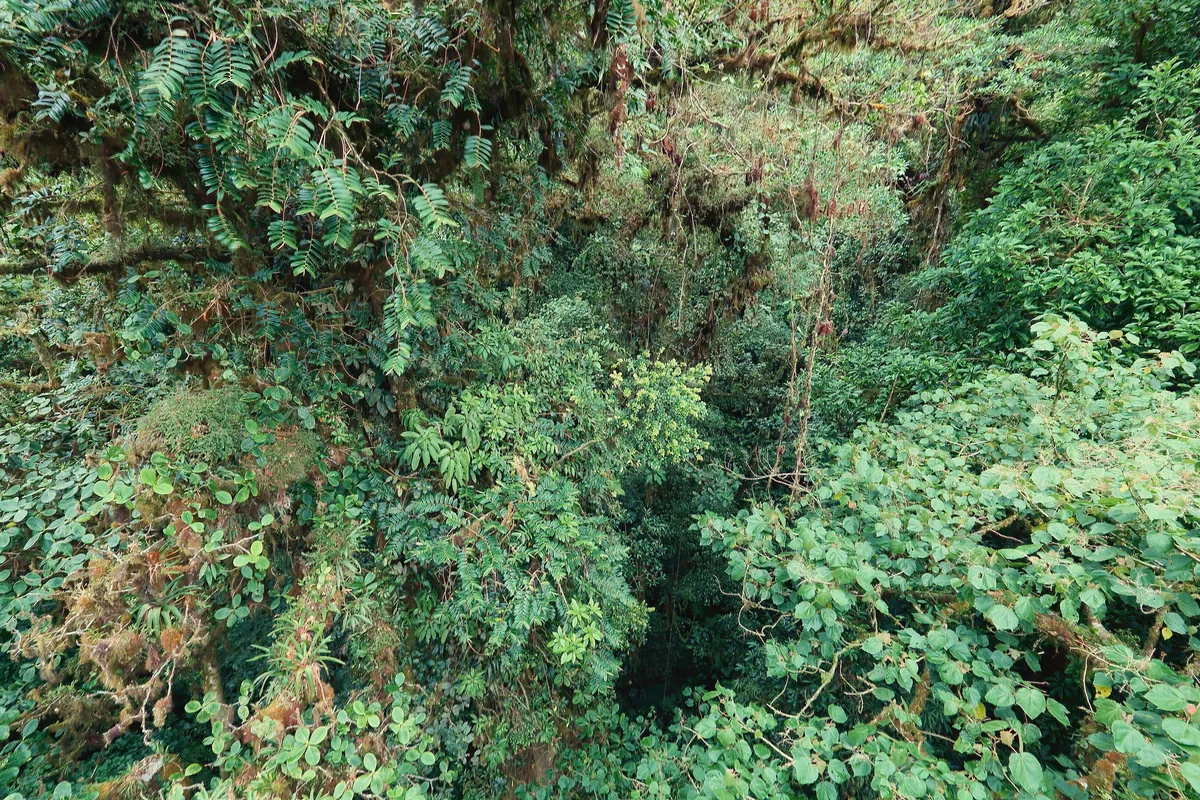 Moss-covered trees in the Monteverde cloud forest
