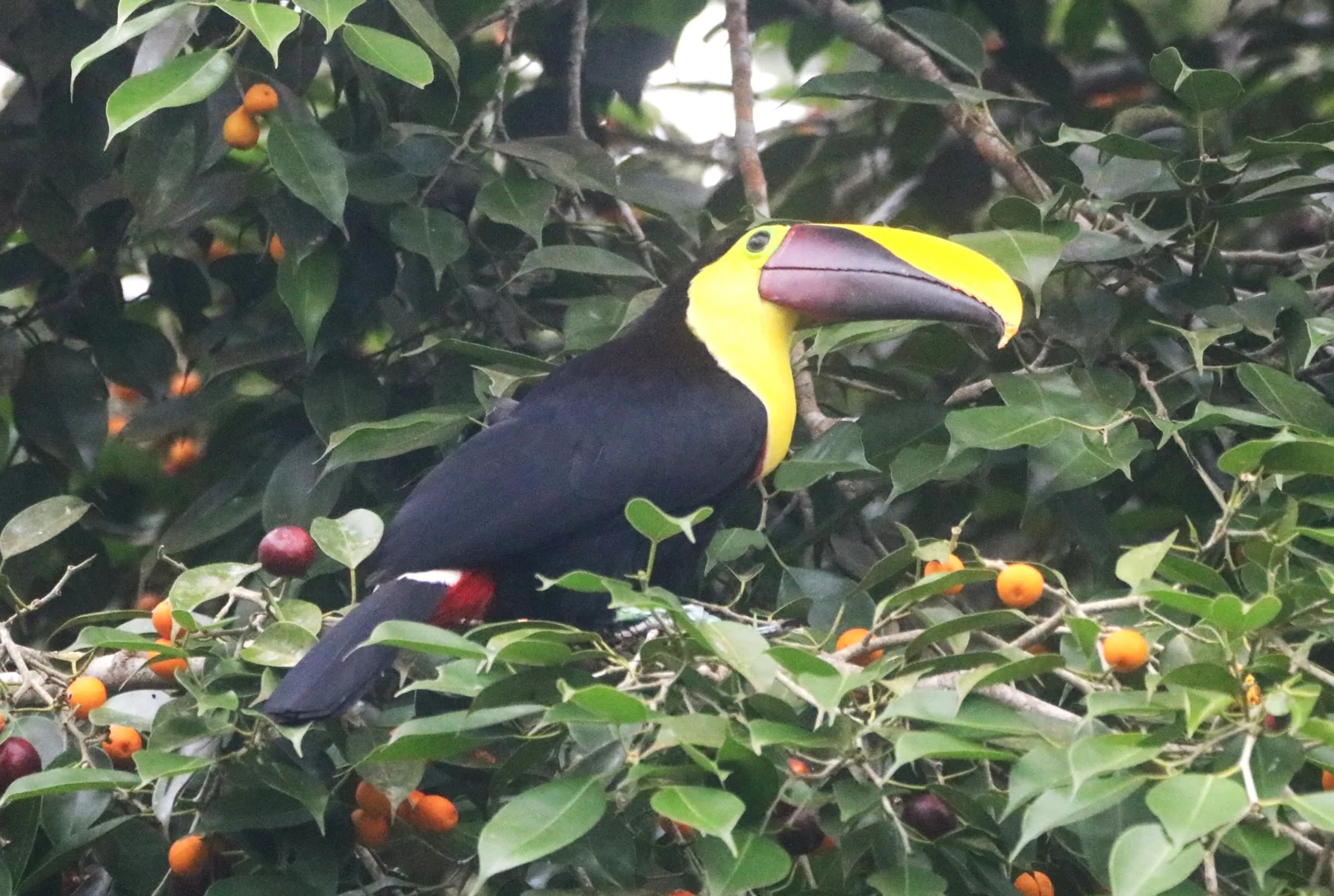 Tortuguero